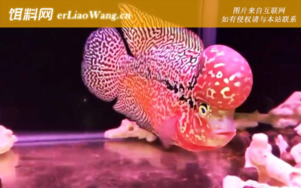 金花罗汉鱼:代表品种