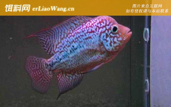 德萨斯罗汉鱼:生活习性