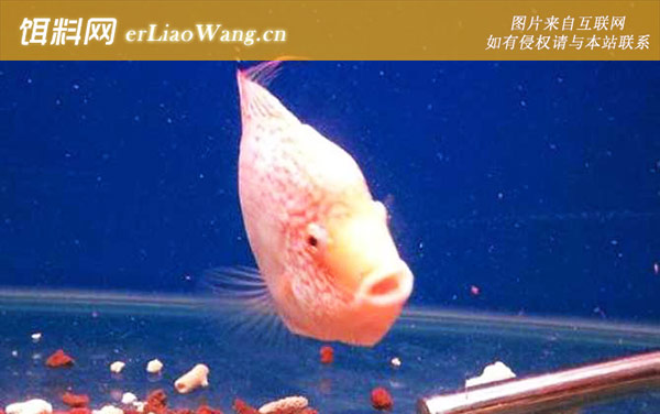 德萨斯罗汉鱼:代表品种