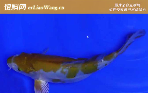 日本锦鲤:分布范围