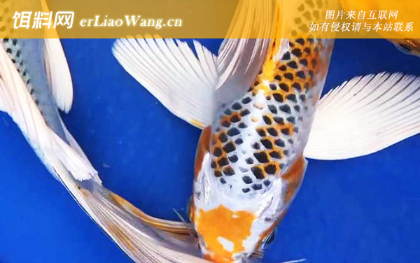 龙凤锦鲤是什么鱼-形成过程