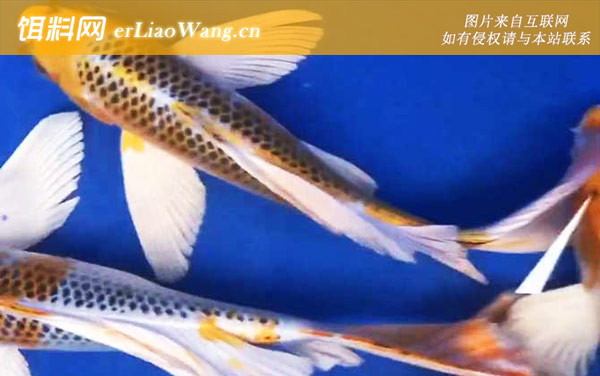 龙凤锦鲤:生活习性