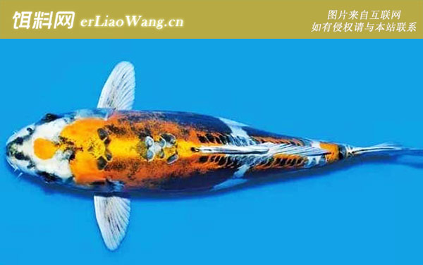 金银鳞锦鲤:光写锦鲤