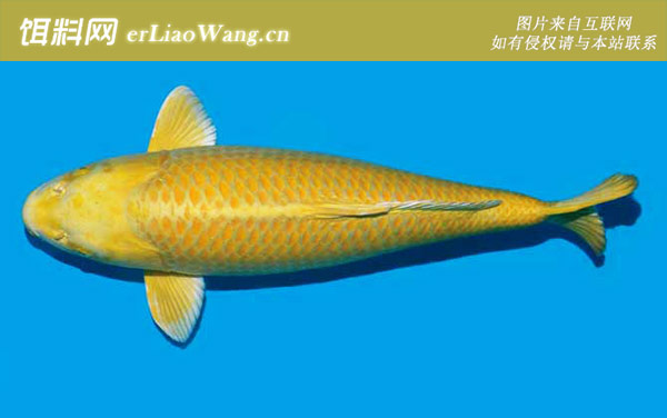 丹顶锦鲤:金银鳞锦鲤