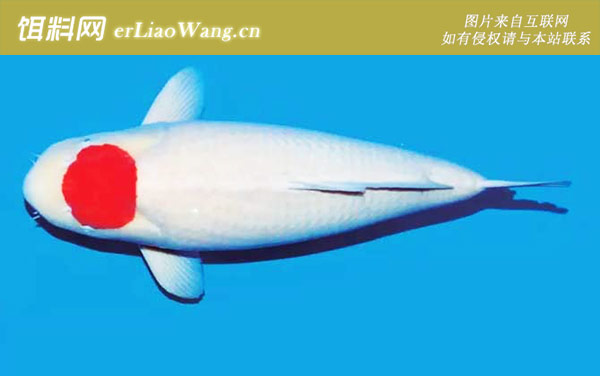 变种锦鲤:丹顶锦鲤