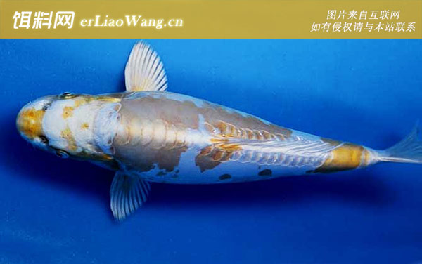 变种锦鲤:变种锦鲤