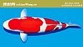 《锦鲤品种及图片大全》封面图