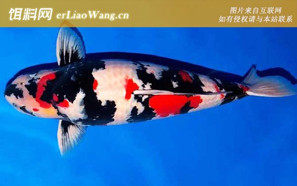 写鲤:昭和三色锦鲤