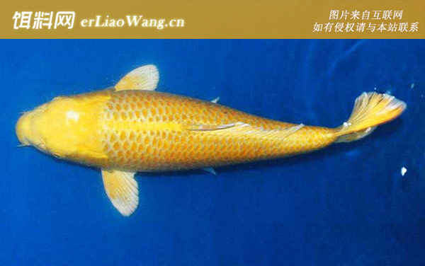 浅黄秋翠:黄金锦鲤