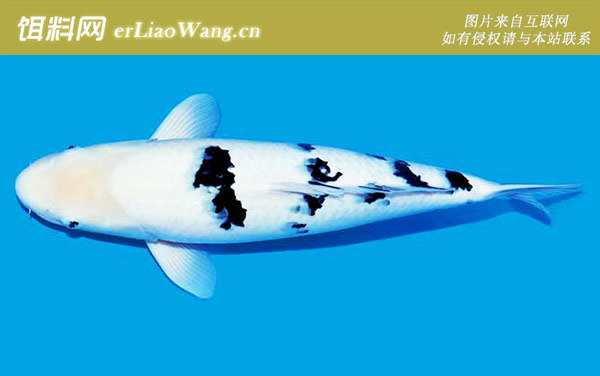 花纹皮光鲤:别甲锦鲤