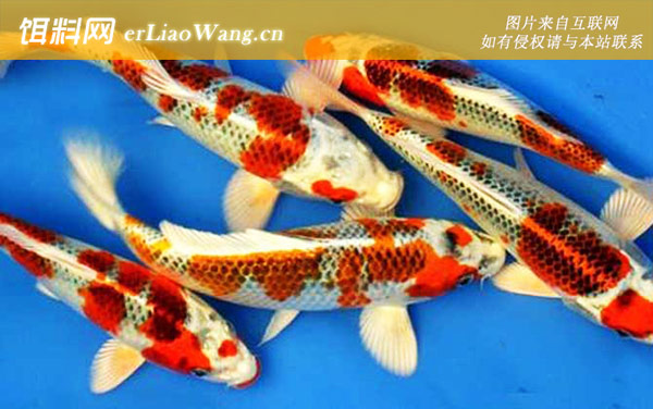 光写锦鲤:花纹皮光鲤