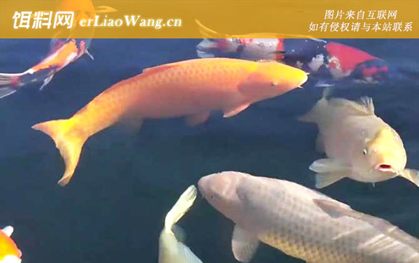 锦鲤鱼:饲料种类