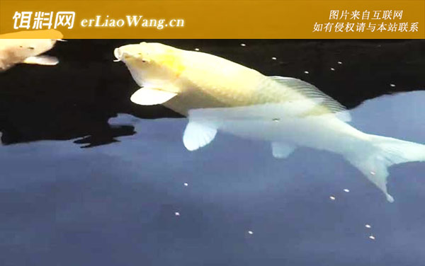 锦鲤鱼:饲养方法