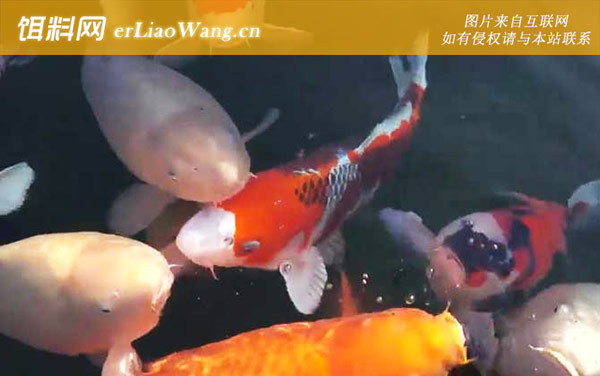 锦鲤鱼:四季管理