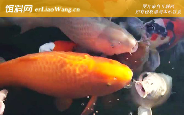 锦鲤鱼:病害防治