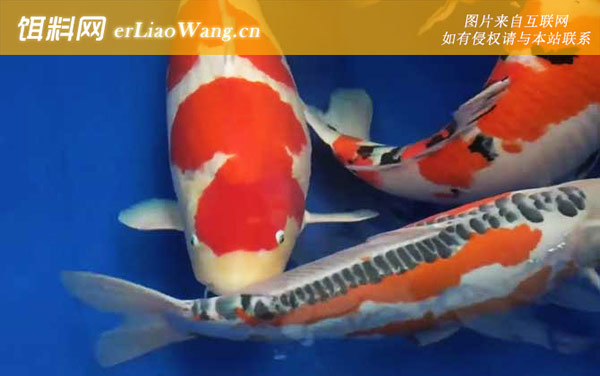 锦鲤鱼:饲养方法