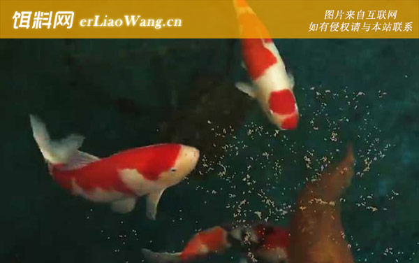 锦鲤:饲养方法