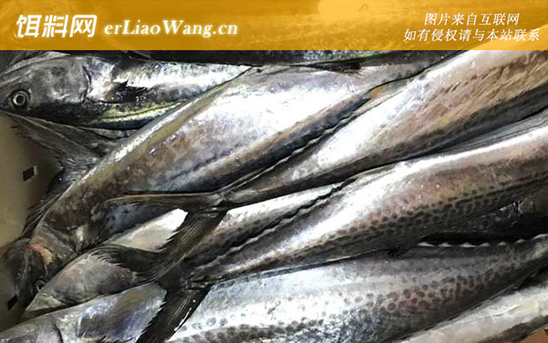 马鲛鱼:分布范围