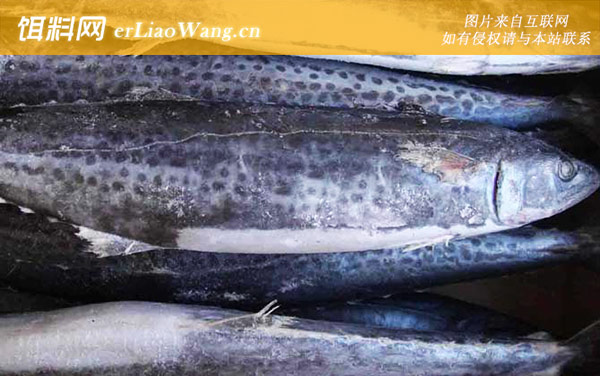 马鲛鱼是什么鱼-代表物种