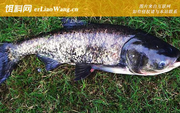 胖头鱼:分布范围