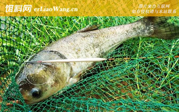 胖头鱼:生活习性