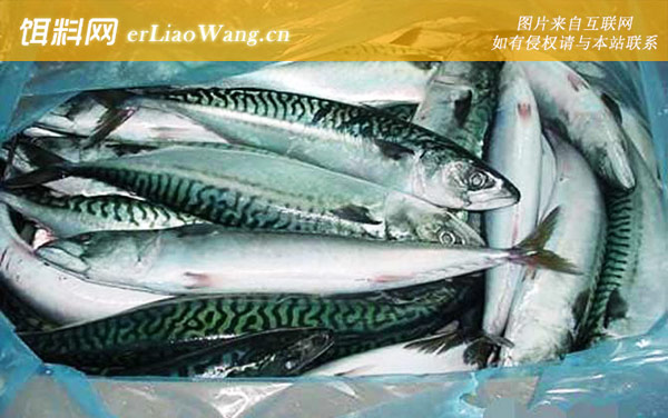 青花鱼:生活习性