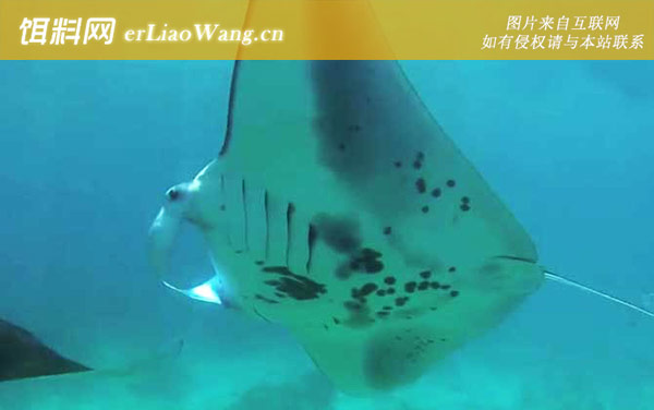 魔鬼鱼:生活习性