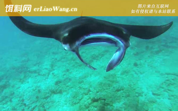 魔鬼鱼:代表物种