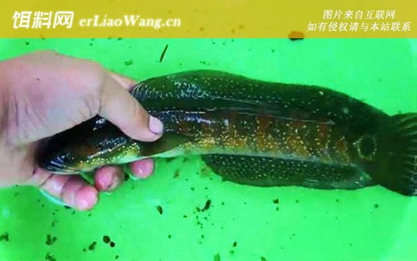 七星鱼:分布范围