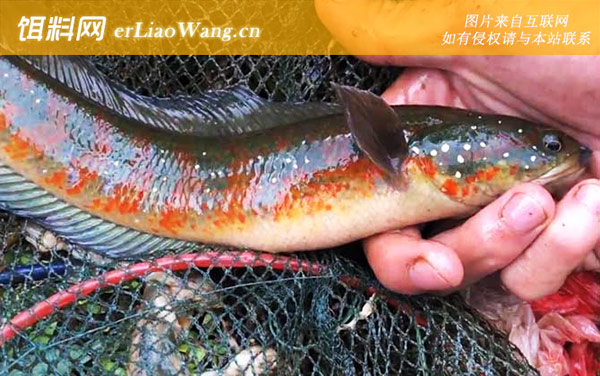 七星鱼:分布范围