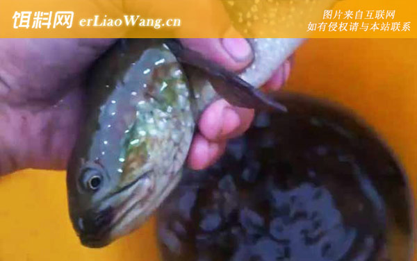 七星鱼:食用价值