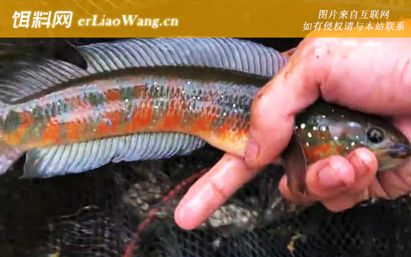 七星鱼:产地分布