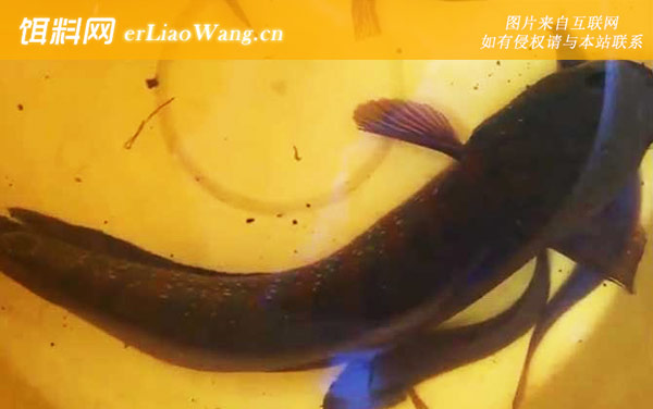 七星鱼:生活习性