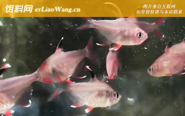 扯旗鱼:生活习性