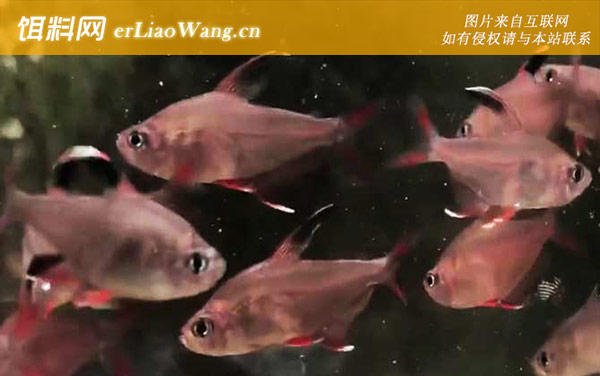 扯旗鱼:代表物种