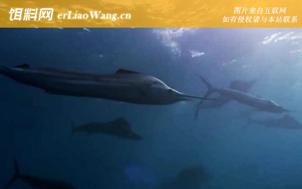 旗鱼是什么鱼-分布范围