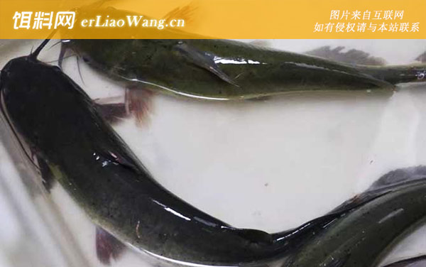 清江鱼:代表品种