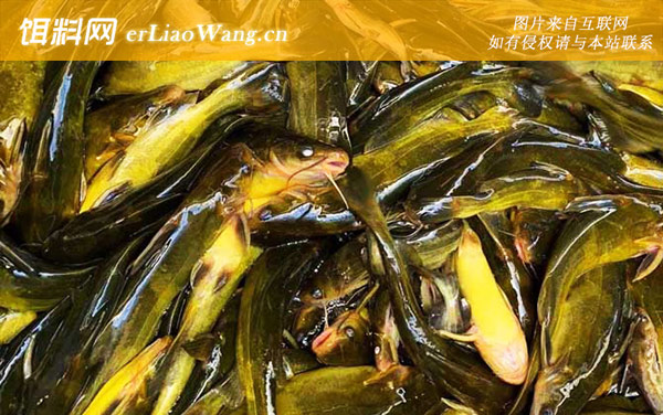 清江鱼:所获荣誉