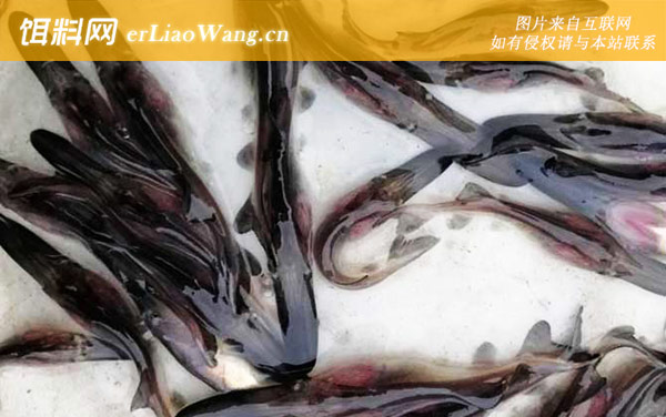 清江鱼:代表品种