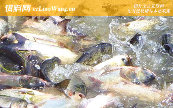 清江鱼:销售市场