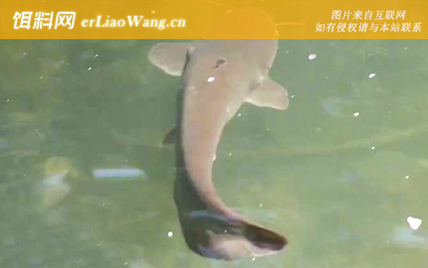 塘鲺鱼:常见种类