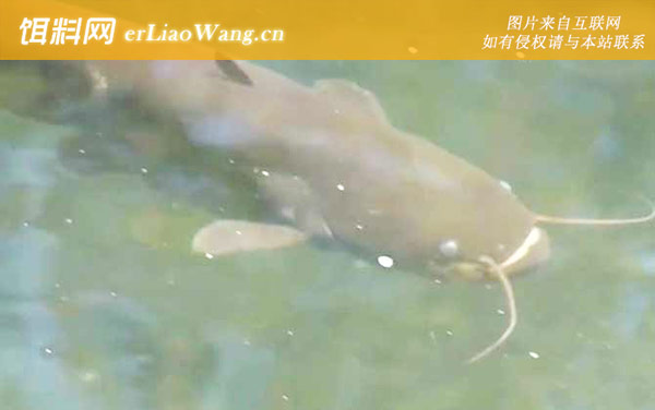 塘鲺鱼:生活习性