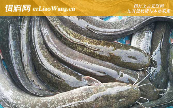 埃及塘鲺:生活习性