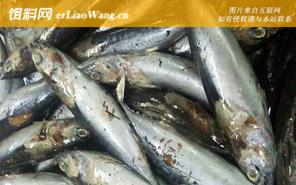 鲭鱼王:分布范围