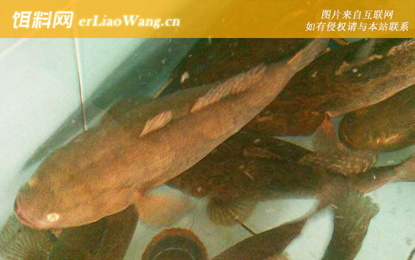 笋壳鱼:分布范围