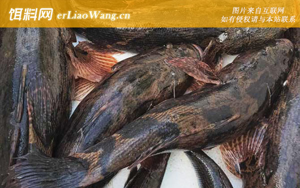 笋壳鱼:生活习性