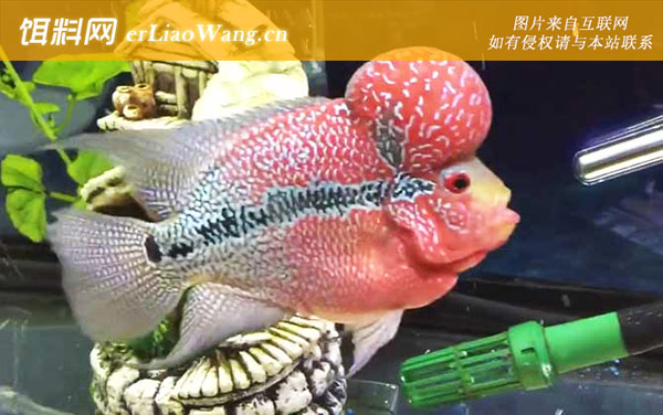 曼龙鱼:罗汉鱼