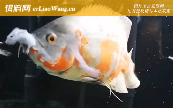 热带鱼品种图片大全-地图鱼