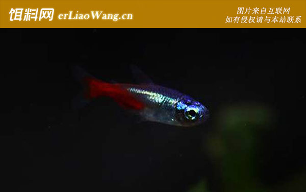 热带鱼:饲养方法