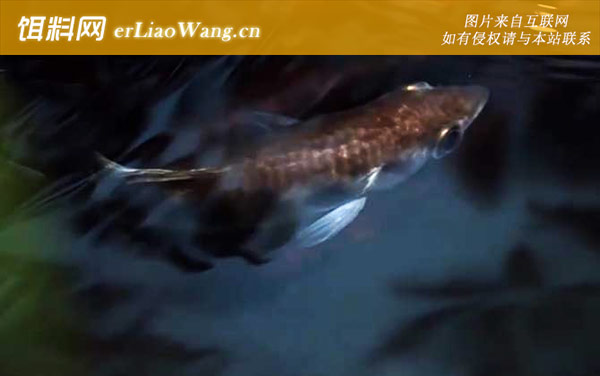 射水鱼是什么鱼-分布范围